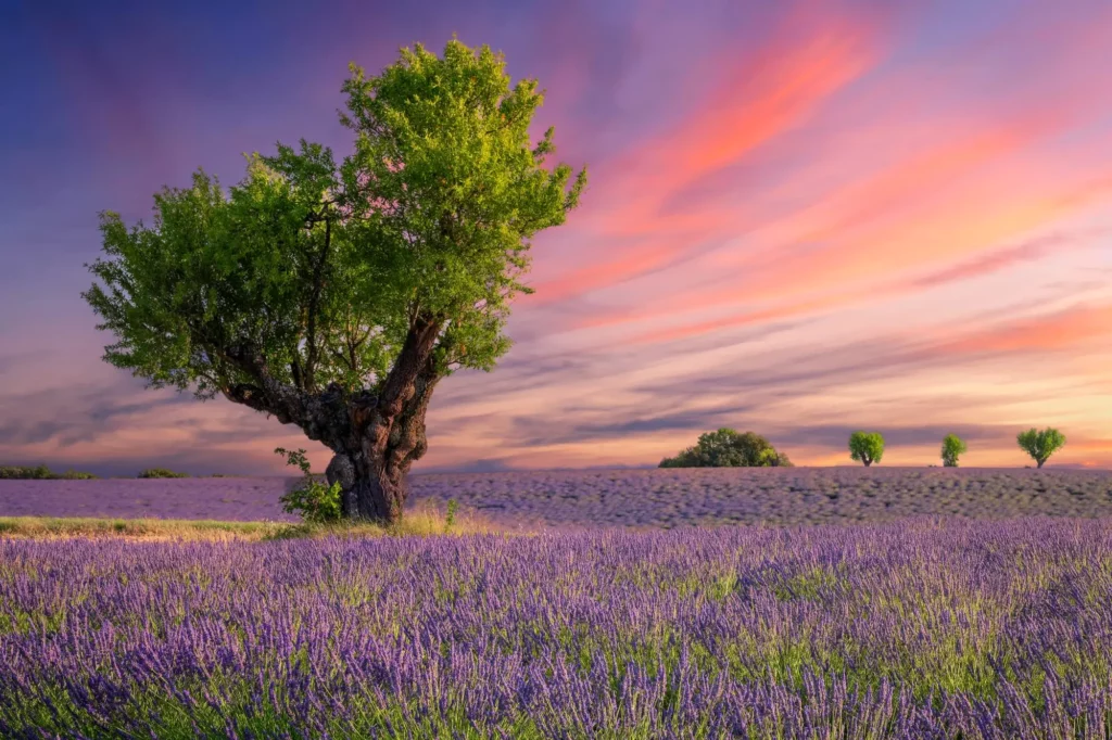 Arbre dans un champ de lavande au coucher du soleil, calme et bien-être avec la sophrologie à Narbonne