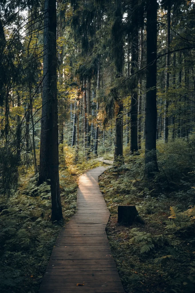Sentier dans une forêt profonde, sophrologie à Narbonne pour adultes et adolescents