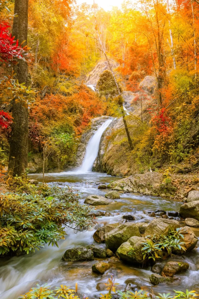 Cascade dans une forêt d'automne, équilibre et bien-être par la sophrologie à Narbonne