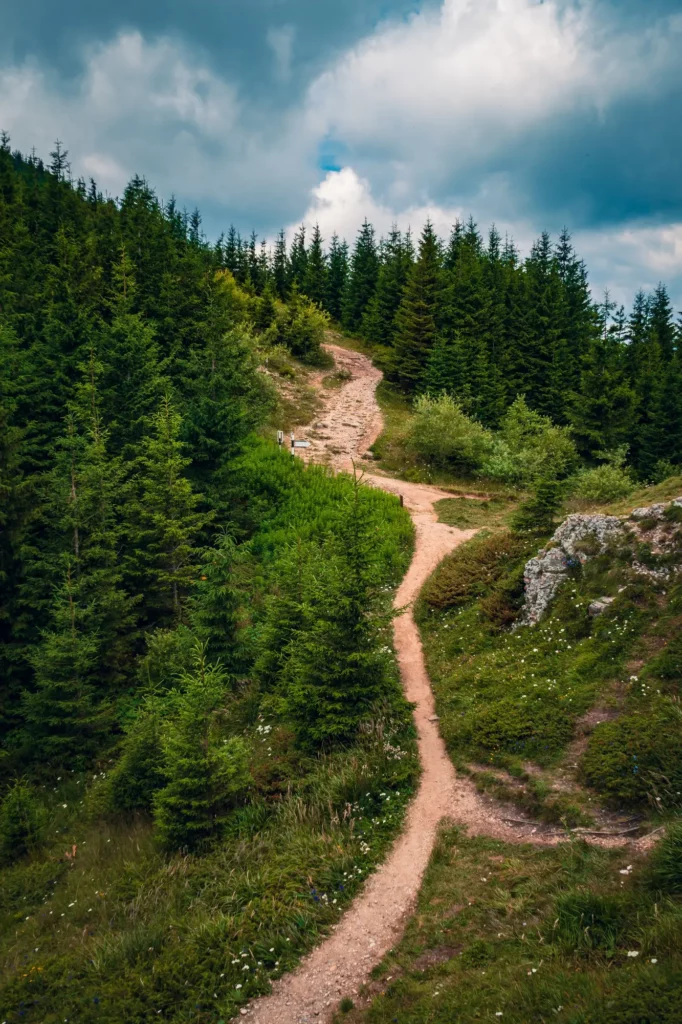 Sentier dans une forêt profonde, sophrologie à Narbonne pour adultes et adolescents