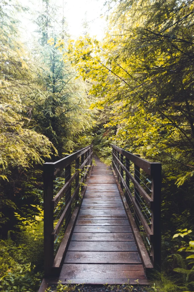 Sentier dans une forêt profonde, sophrologie à Narbonne pour adultes et adolescents