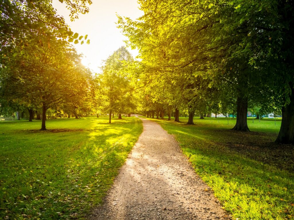 Allée ensoleillée bordée d'arbres, bien-être et sophrologie à Narbonne pour enfants et adolescents