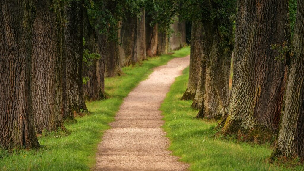 Chemin forestier entre les arbres, sophrologie pour adultes à Narbonne vers plus d'équilibre