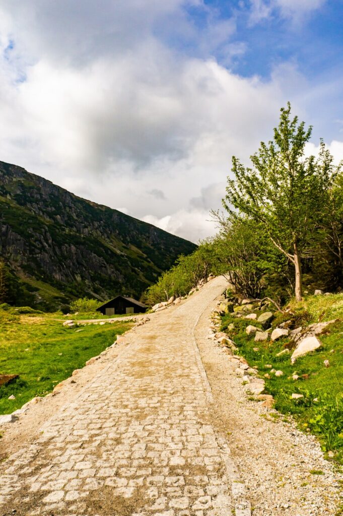 Arbre au bord d'un sentier de montagne, sophrologie à Narbonne pour l'équilibre et le bien-être